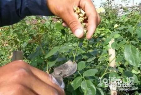 养花才是人生最好的投资，是真的吗
