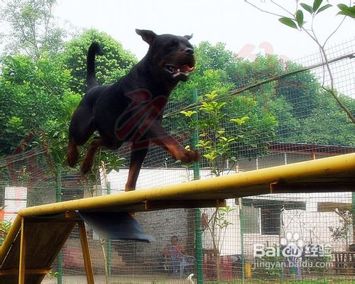 怎么训练宠物狗罗威纳