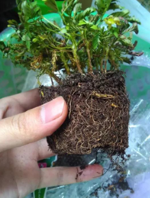 盆栽几年换一次土