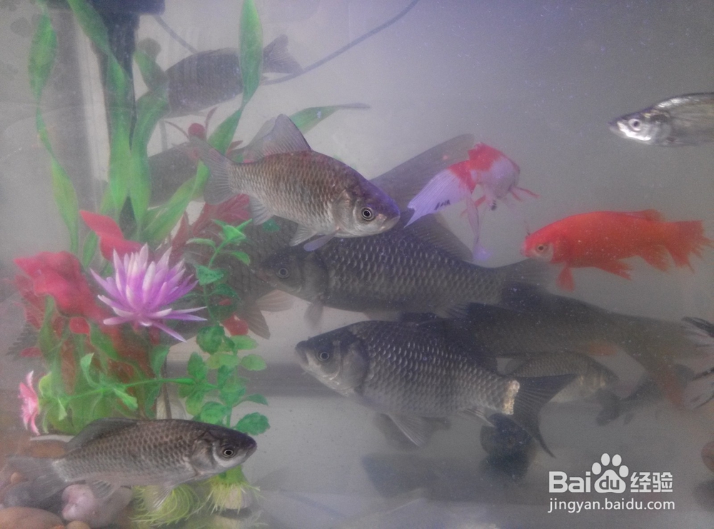 如何迅速学会钓鱼