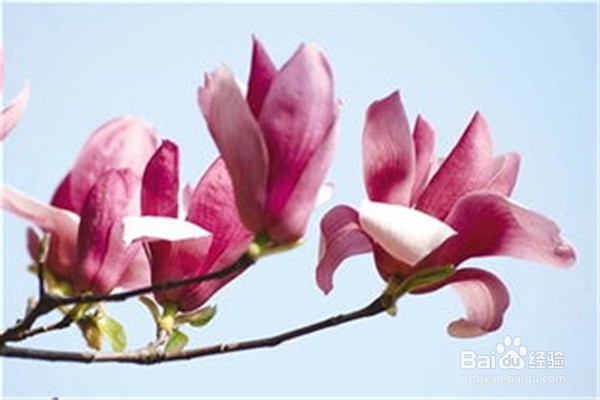 玉兰应该怎么养