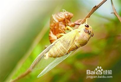 煸炒金蝉的做法步骤