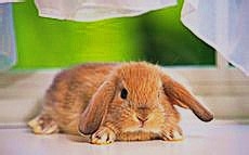 武魂宝石游戏攻略