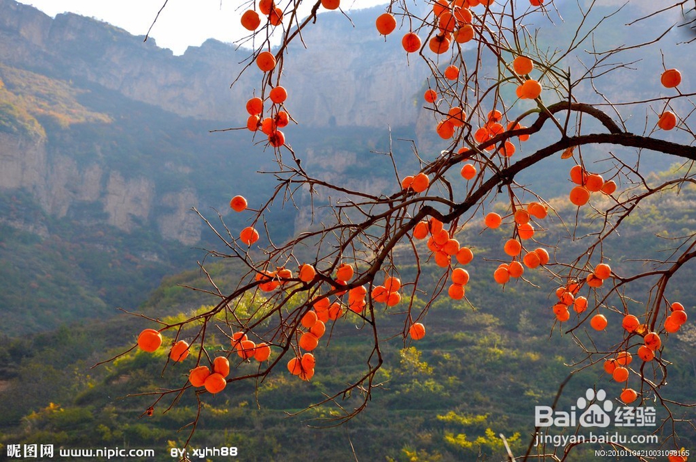 柿子惊人的秘密
