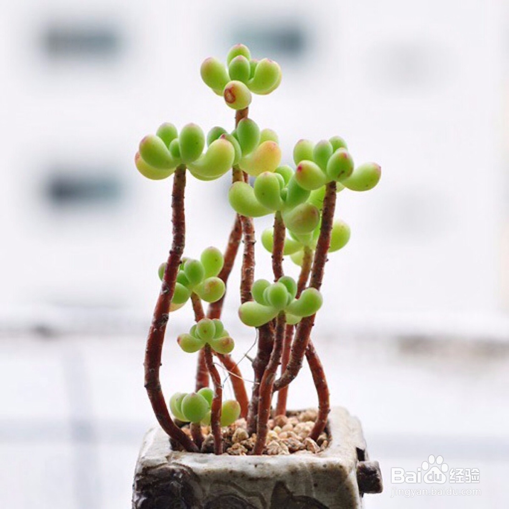 如何提升出租屋品位