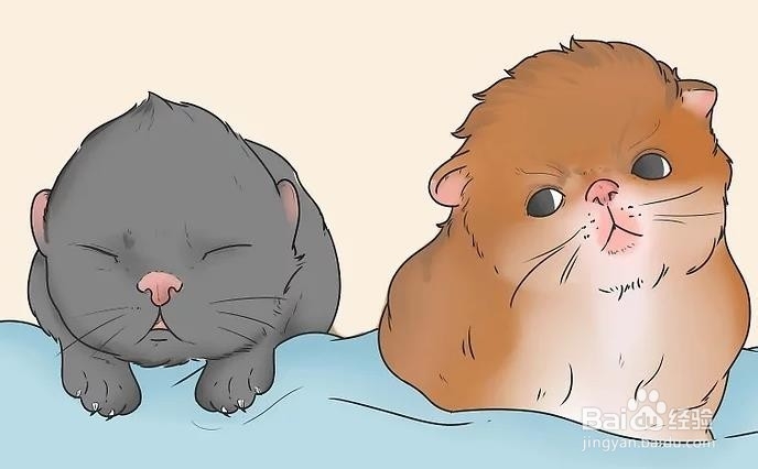 如何判断小猫年龄