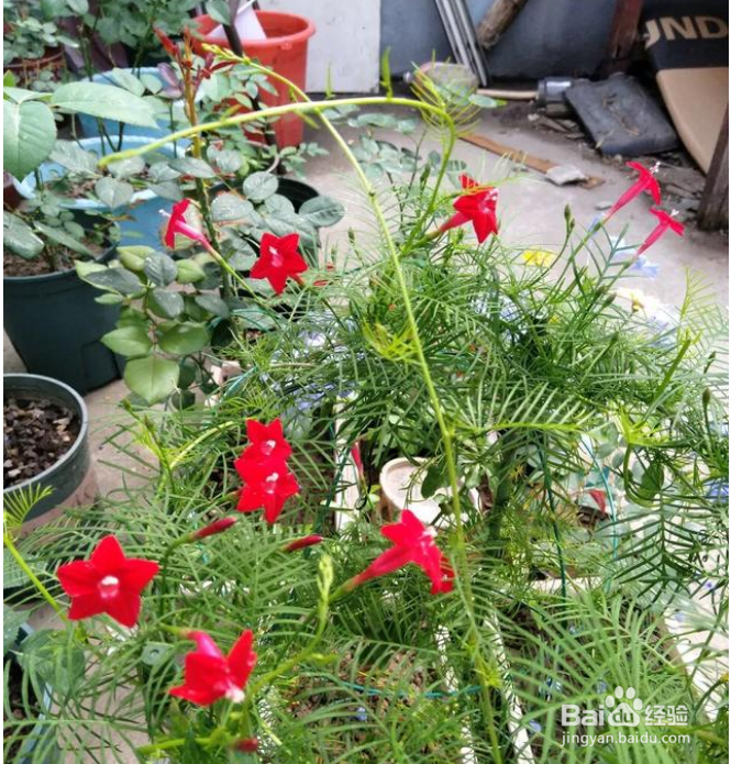 北方地区哪些花卉自播能力比较强？