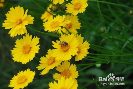 如何提高植物抗灰霉能力