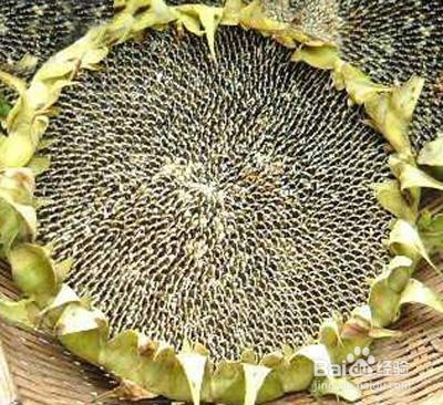 多吃这些食物会增加怀孕的难度