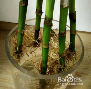 富贵竹生根后怎么养