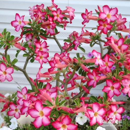 怎么能让沙漠玫瑰经常开花?