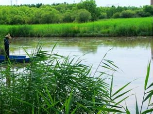 湖汊里垂钓野生黄丫鱼的方法