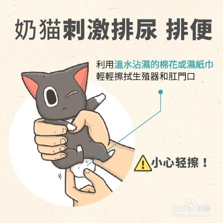 幼猫喂养攻略