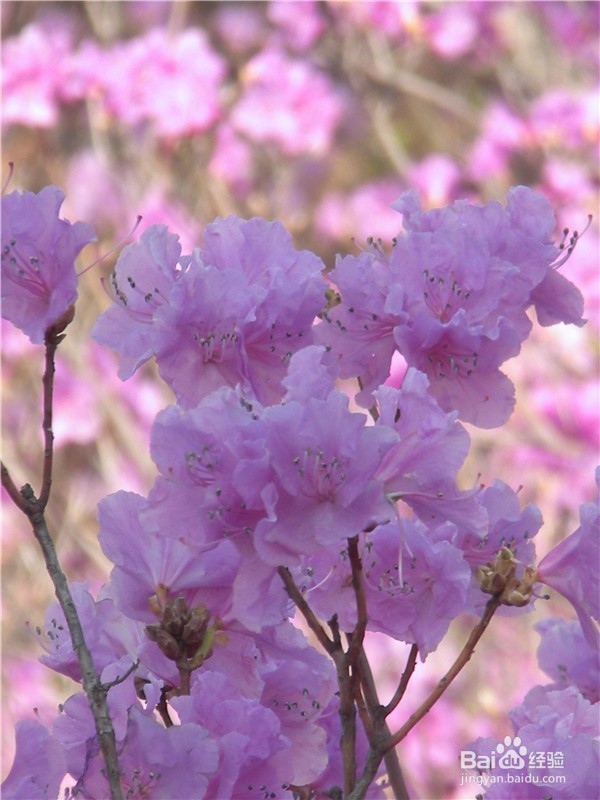 山东到哪儿去爬山？（一）