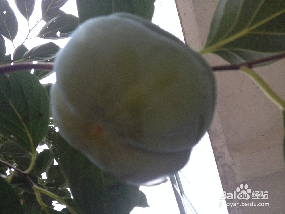 磨盘柿子长什么样