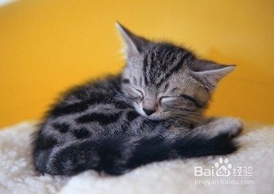 你知道猫咪不同的睡姿传达了什么信息吗？