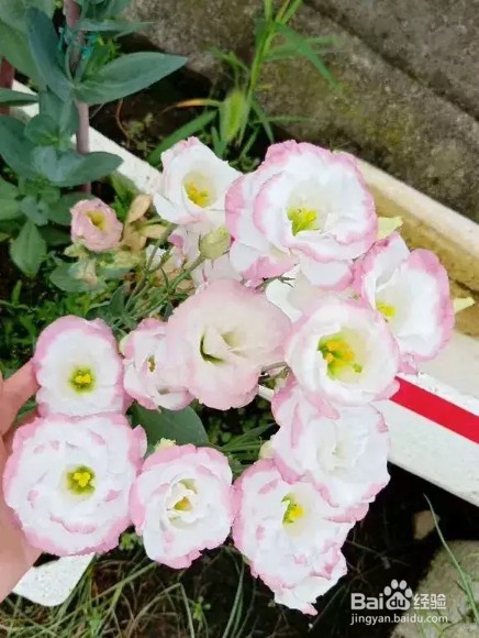 做好6件事,绿萝不死不伤,月季长寿花开满盆