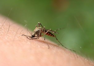 夏天怎样防止蚊子叮咬?