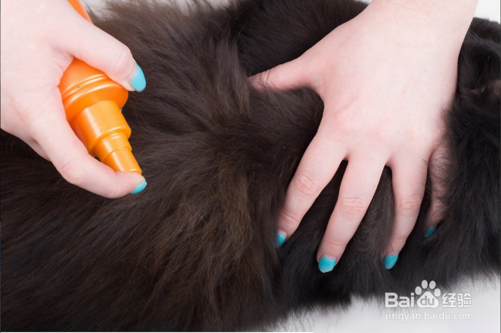 2种方法如何保护您的猫免受寄生虫的伤害