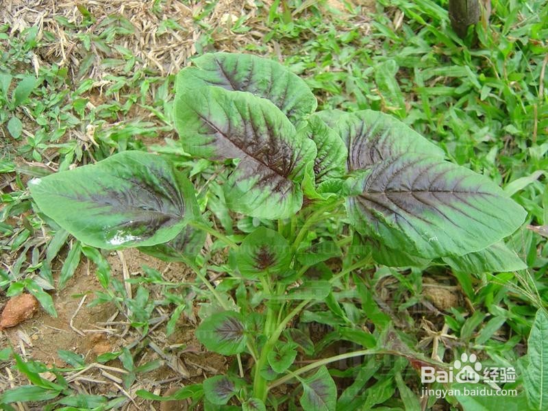 哪些微量元素可以起到防癌抗癌的效果?