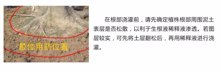 树苗木移栽不只是生根粉详细完整步骤,高成活率