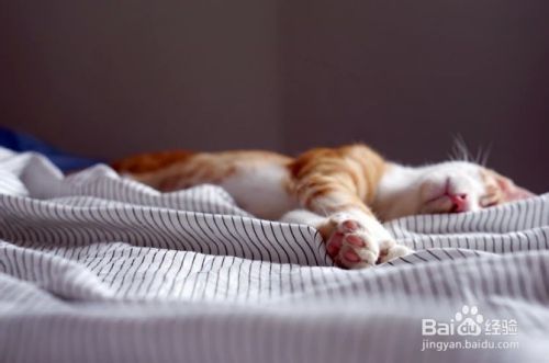 怎么样识别是一只野猫还是迷路的猫 百度经验