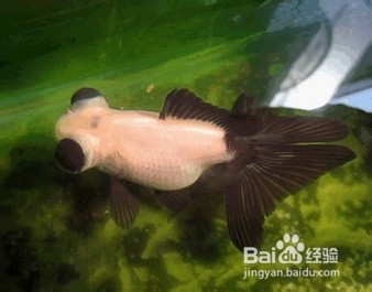 如何辨认鱼儿的饥饱