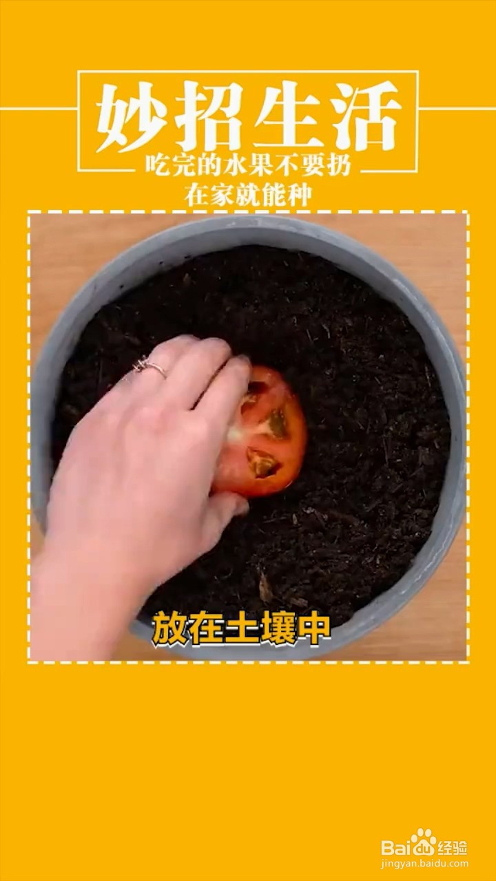 在家种植植物的小妙招