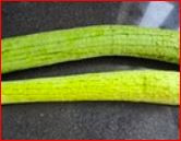 时令菜丝瓜饼的做法