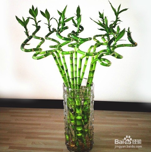 如何才能养好富贵竹（水培植物）