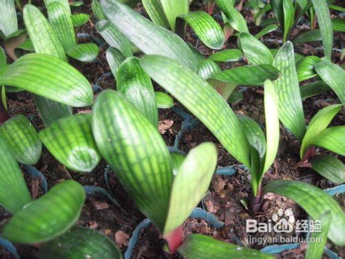 春天防止君子兰烂根的小招数