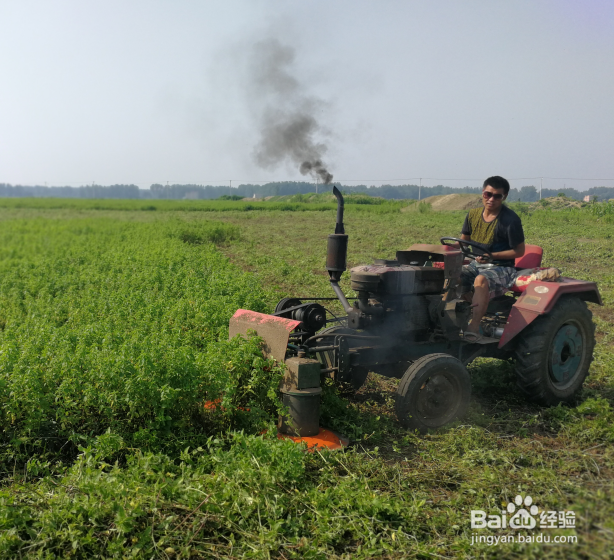 薄荷的生长发育种植操作全过程