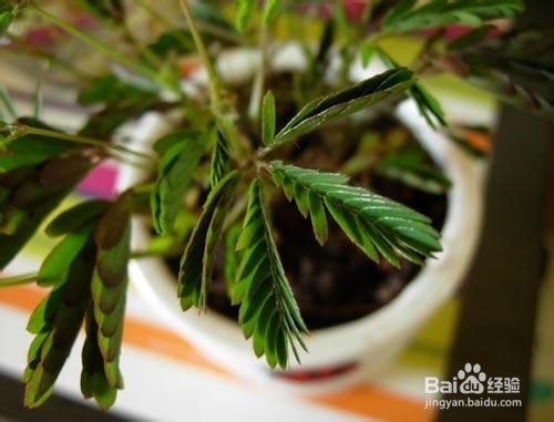 严禁入室的花,看完吓一跳