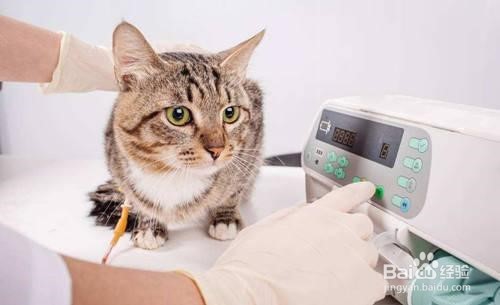 猫咪在手术前需要准备什么