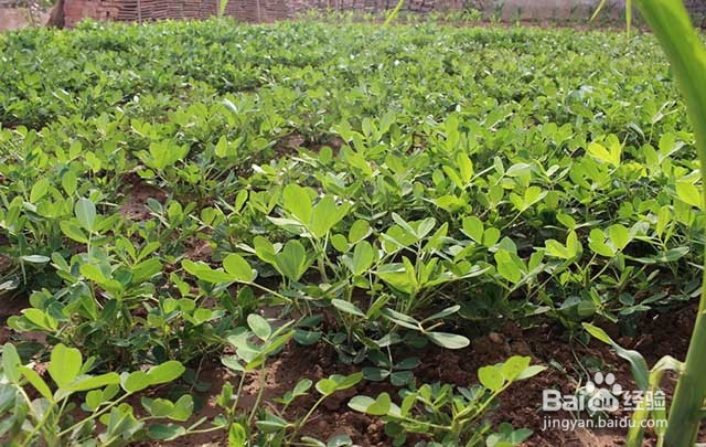花生重茬种植的危害和花生抗重茬的方法