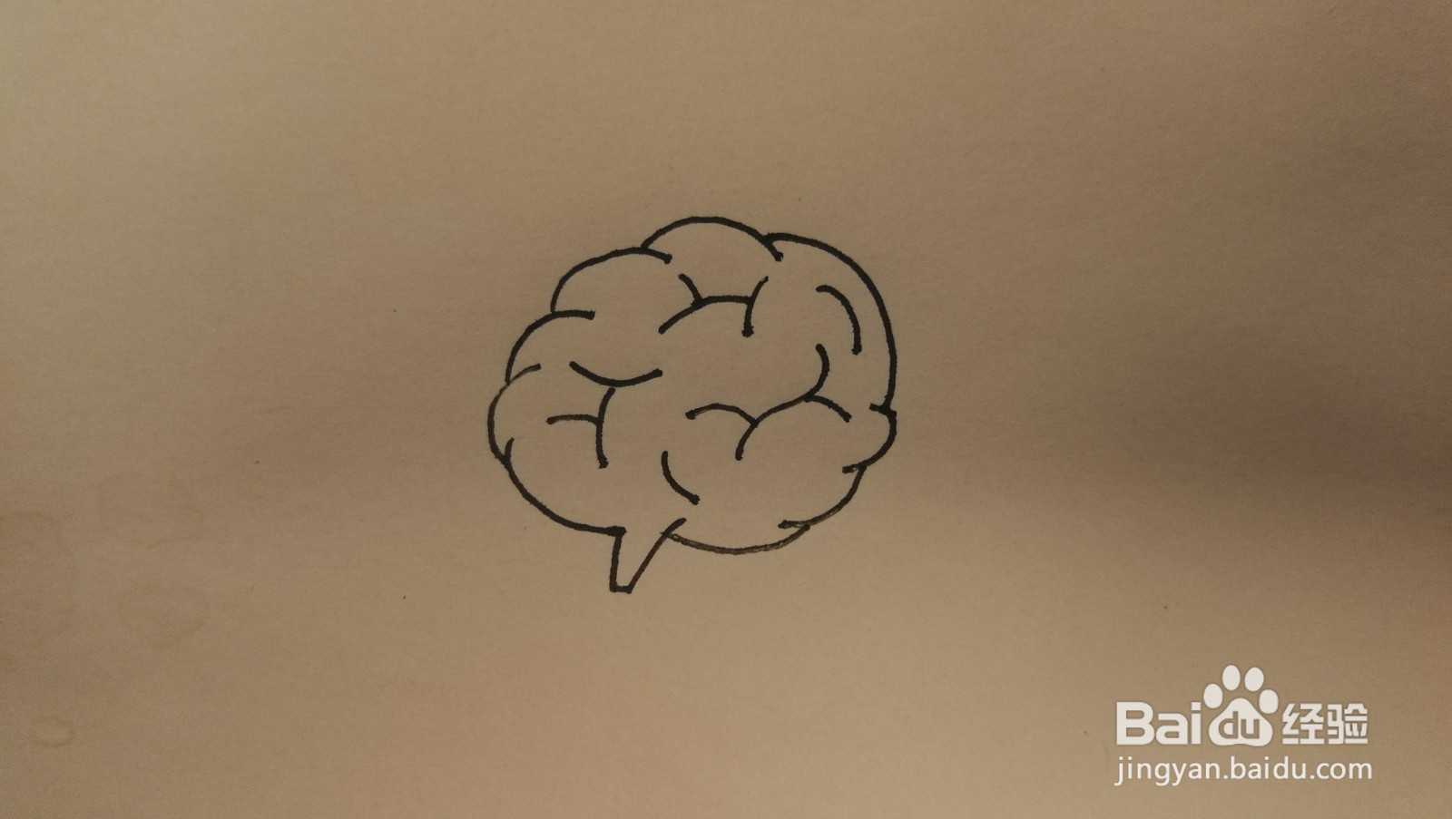 #经验分享官#大脑的简笔画