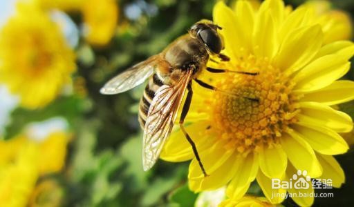 新手怎样养蜜蜂