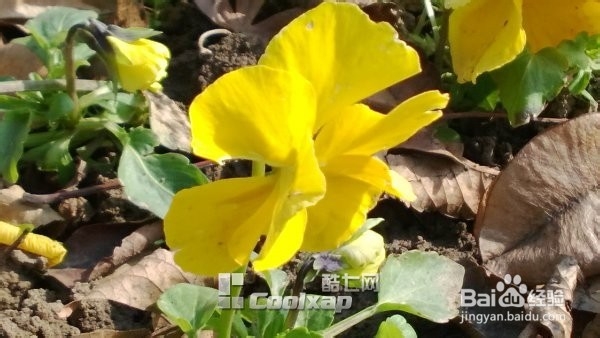 诺基亚920如何拍出好招聘，920拍照参数分析