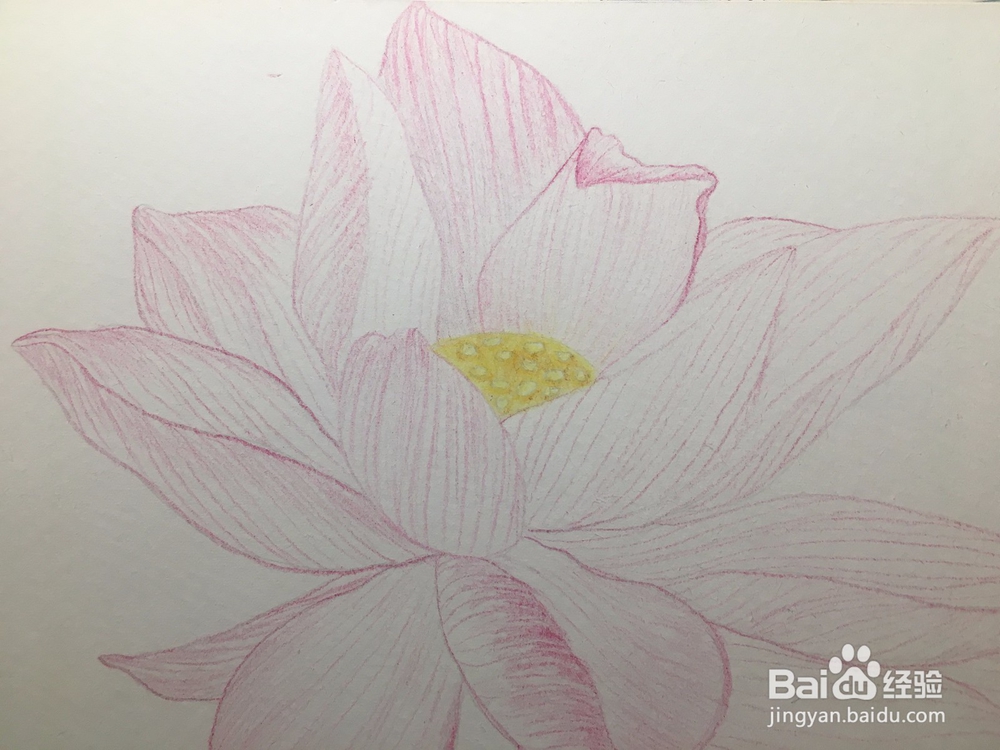 手绘画一朵荷花的彩铅画 莲花铅笔画