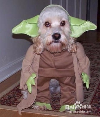 日清装的狗粮是什么意思