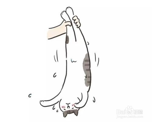 怎么解决猫咪溺水？