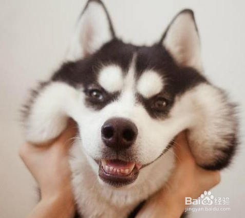 哈士奇的饲养