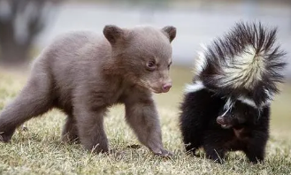动物逃离危险的方法