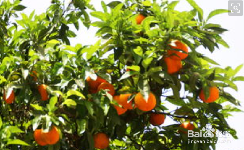 橘子皮有哪些好处