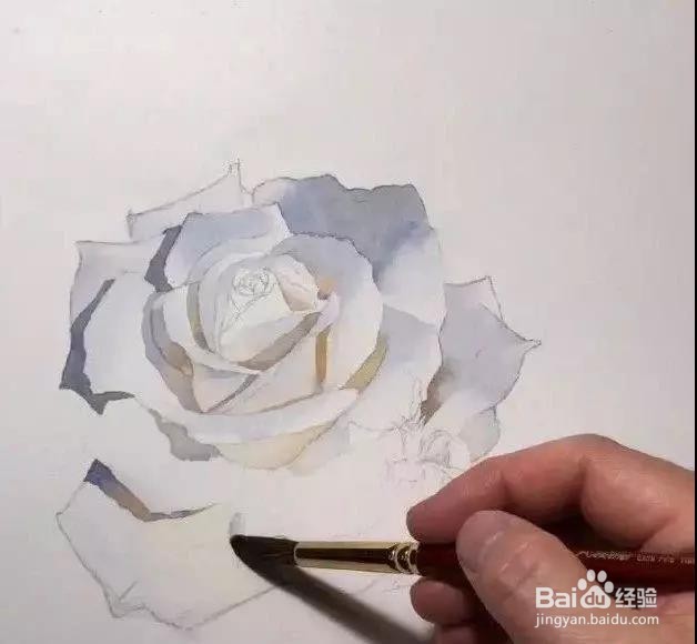 水彩玫瑰花的画法