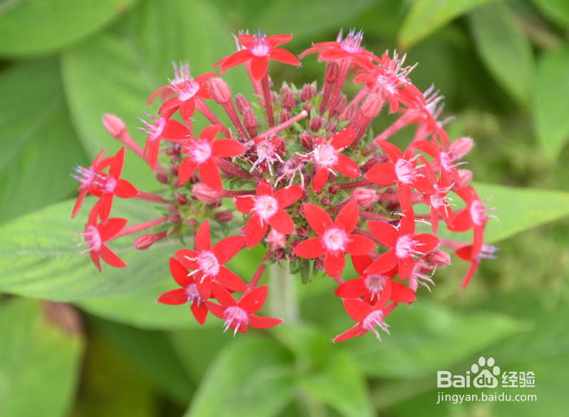 繁星花的养殖方法