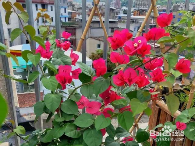 这些花抓紧剪一剪，一个多月就能开，正好在国庆