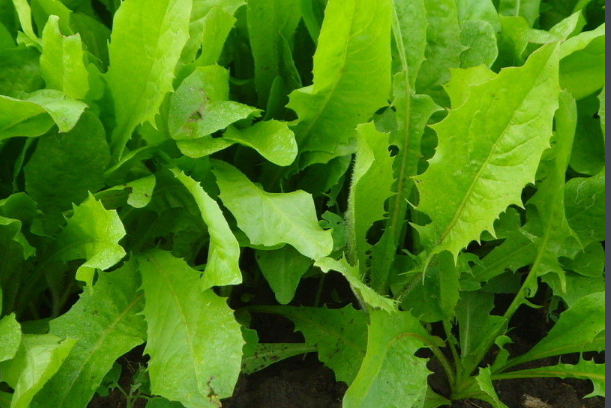 油麦菜种植技术和时间