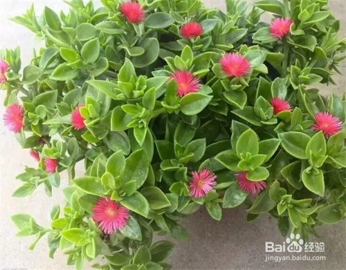 只要管住手就能爆盆的花卉，咋养都不会死！