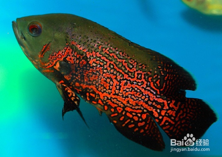 地图鱼怎样养殖养殖